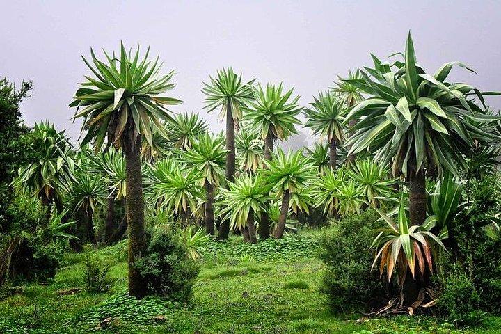 4 días de caminata por las montañas Simien