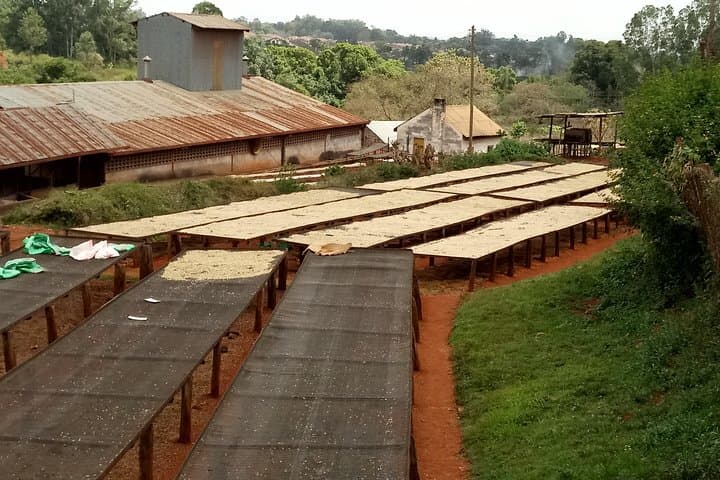 Experiential Coffee Farm Tour with Free Gift