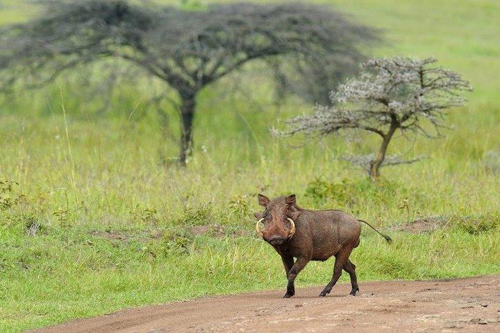 Nairobi National Park Afternoon Game Drive