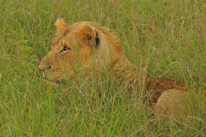Nairobi National Park Afternoon Game Drive