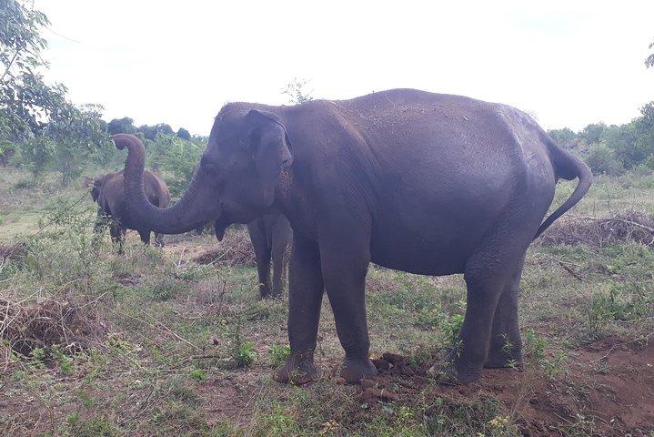 Udawalawe saffari-tour vanuit Kandy