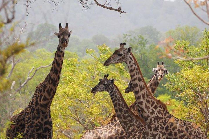 7 Days Kenya budget safari, Amboseli, Aberdares, Lake Nakuru, Masai Mara Budget