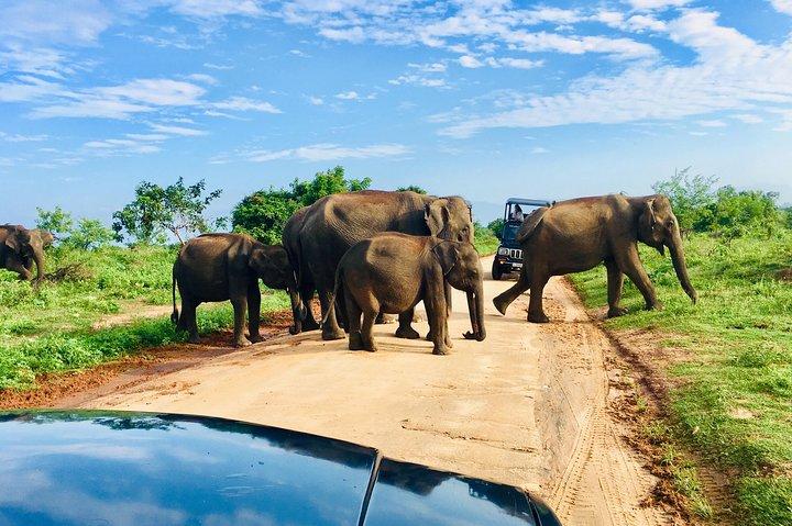Safari avec parc national Sheran Udawalawe