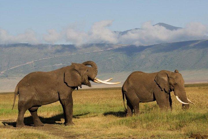Ngorongoro Crater Day Trip