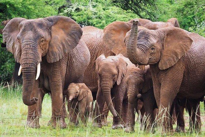 3-dages Akagera National Park Tour