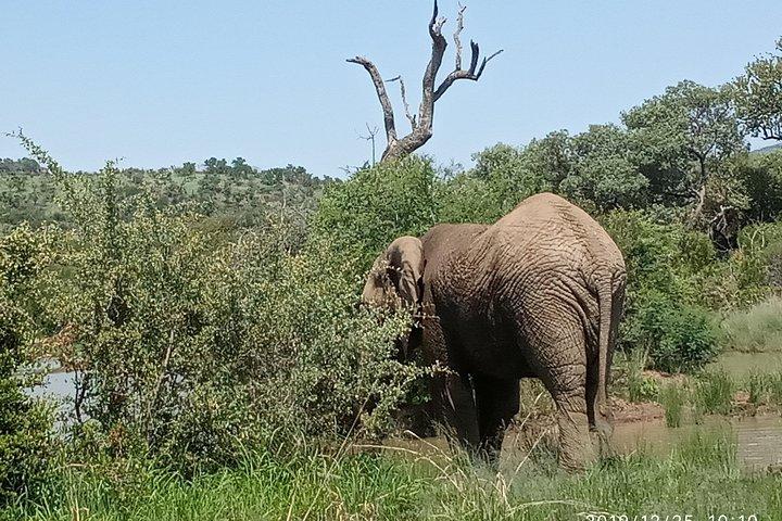 3 Tage Kulturdorf, Stadtrundfahrt & Pilanesberg Safari