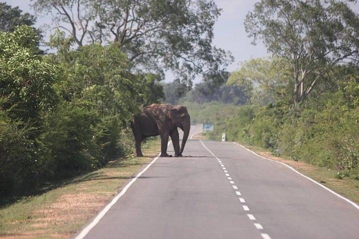 Transfers shuttle en taxi diensten van Kandy