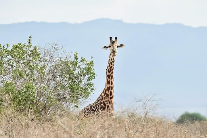 Amboseli Day Excursion