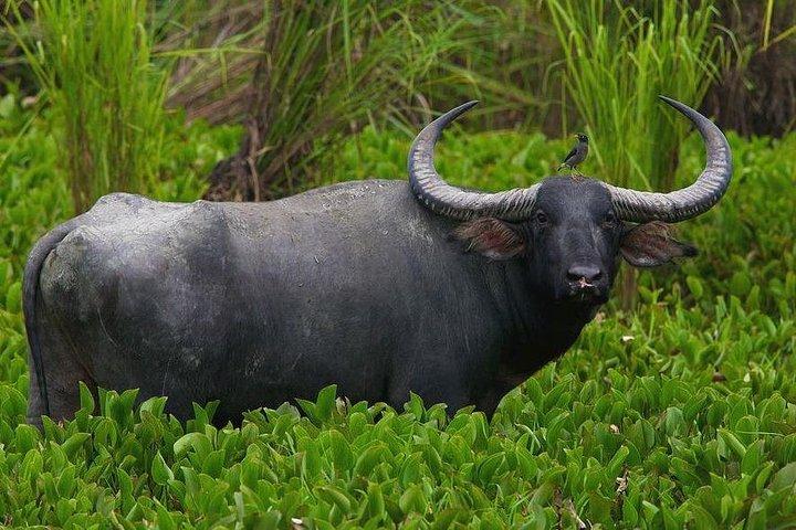 Hluhluwe Imfolozi & Isimangaliso Wetlands Safaris de 3 dias de Durban