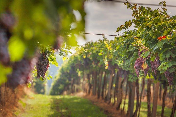Het beste van Toscane privétour: Siena, San Gimignano, Monteriggioni