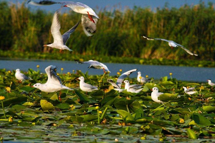 2-dagars turné - Donau Delta och Black Sea