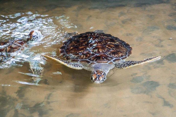 Mirissa Whale watching, Stilt Fishing & Turtle Tour From Colombo