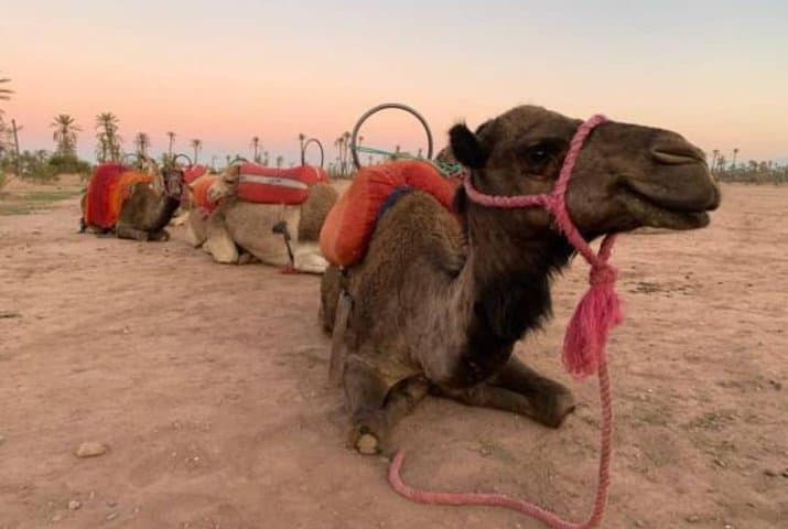 Marrakech Sunset Camel Ride in the Palm Grove