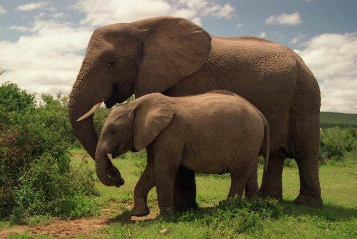 Parc national Amboseli : Excursion d'une journée complète au départ de Nairobi