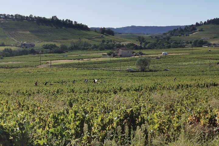 Beaujolais wine tour from Lyon half day