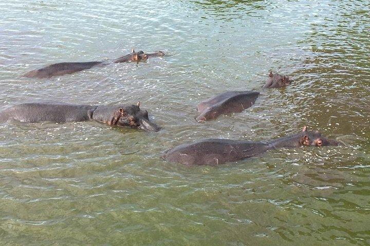 2 Tage Queen Elizabeth National Park Safari