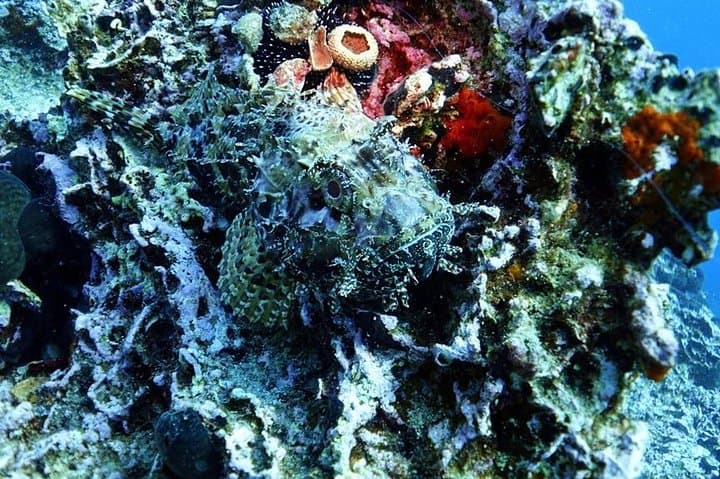 Snorkeling Fun Adventure in Athenian Riviera