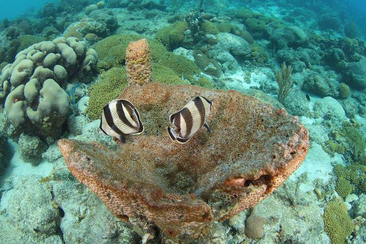Guided Shore Dive for Certified Divers with Scubaçao (1 tank)
