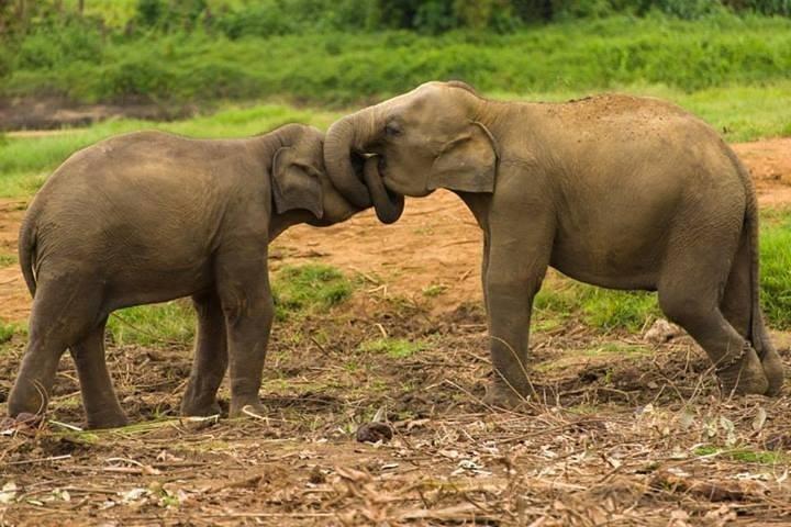 プライベートウダワラウェ国立公園ジープサファリ