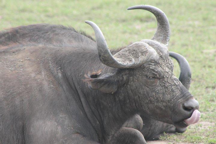 5-dagars Big 5 Kidepo Valley National Park Safari