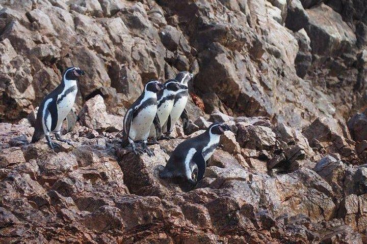 Udflugt til Paracas: Huacachina og Nazca-linjerne under 2D/1N fra Lima