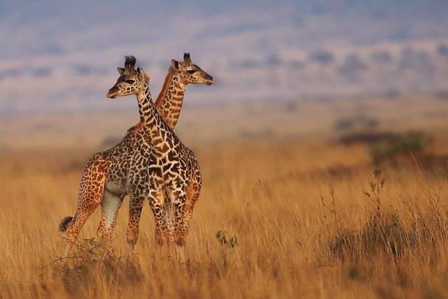 Maasai Mara