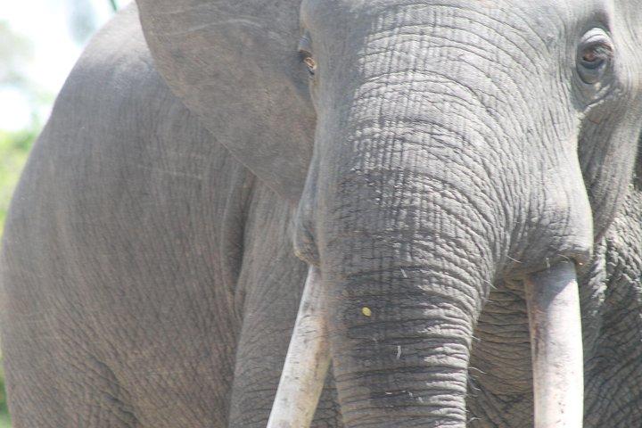 Safari di 11 giorni in Uganda Wildlife Adventure