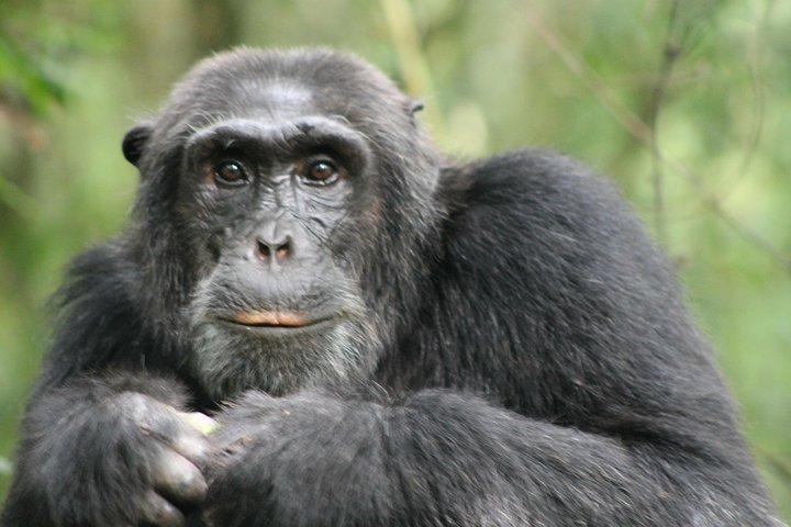 Safari di 11 giorni in Uganda Wildlife Adventure