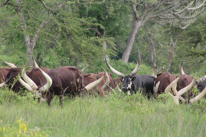Safari di 11 giorni in Uganda Wildlife Adventure