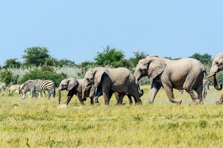 Eksklusiv fuld dag Chobe spil drive safari