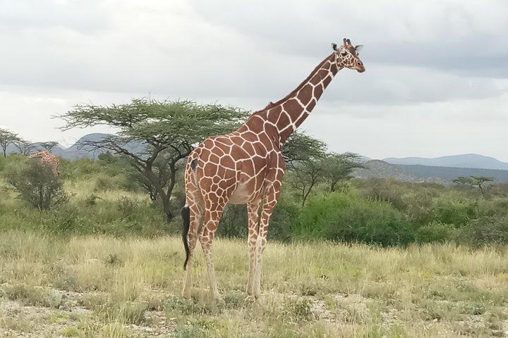 3Days 2 night Samburu shaba