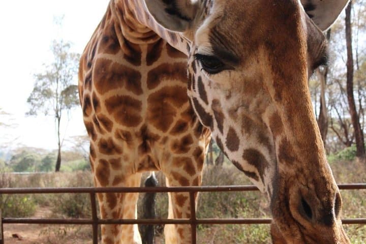Day tour to Giraffe center and Karen Blixen Nairobi