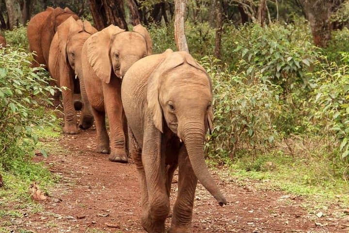 Day tour to Giraffe center and Karen Blixen Nairobi