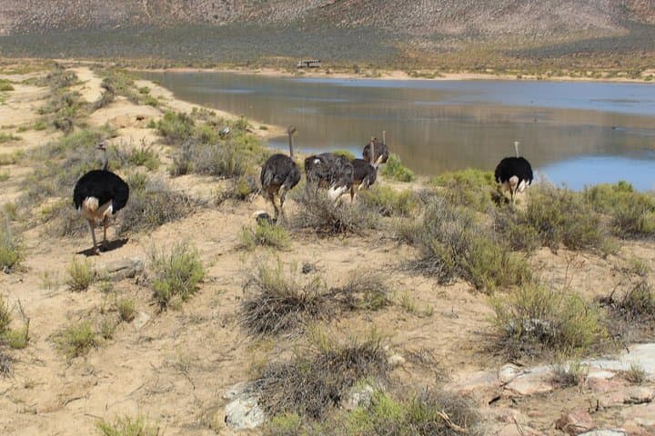 Private Transfer to Safari Big 5 at Aquila from Cape Town Excluding Entry Fees