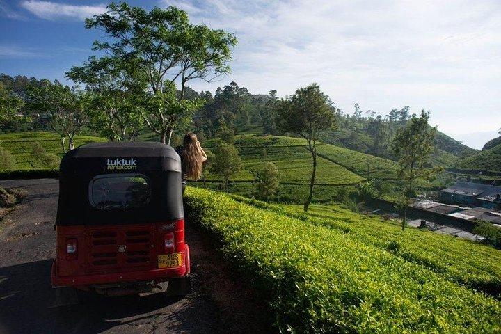 Degustazione di tè a Nuwara Eliya
