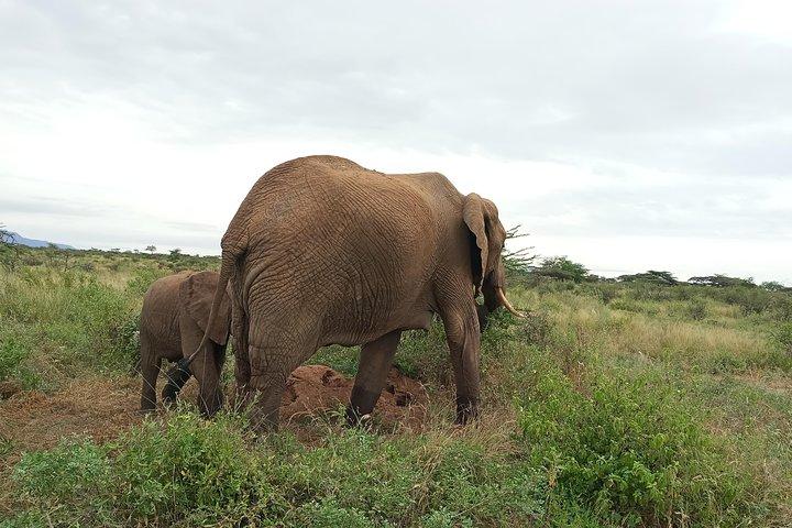 3Days 2 night Samburu shaba