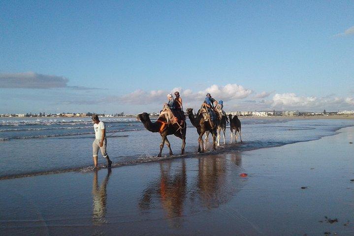 Essaouira: 2 timmar på kamelback/upphämtning och avlämning inklusive