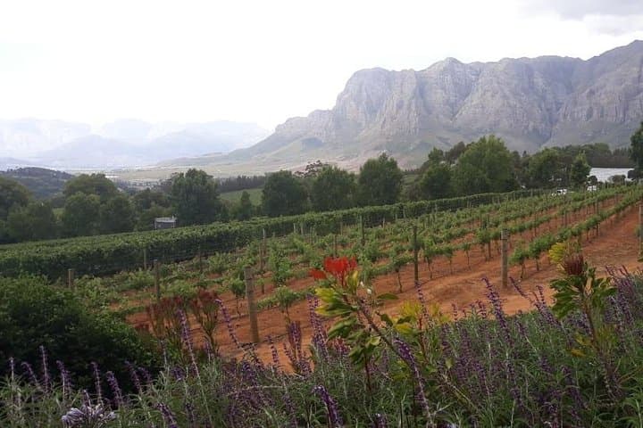 Wine Tasting in Stellenbosch, Franschhoek & Paarl fees included.