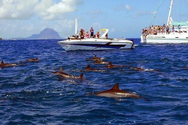 Dolphin Encounters, Ile aux Benitier & Crystal rock: hele dag (lunch en transfer)