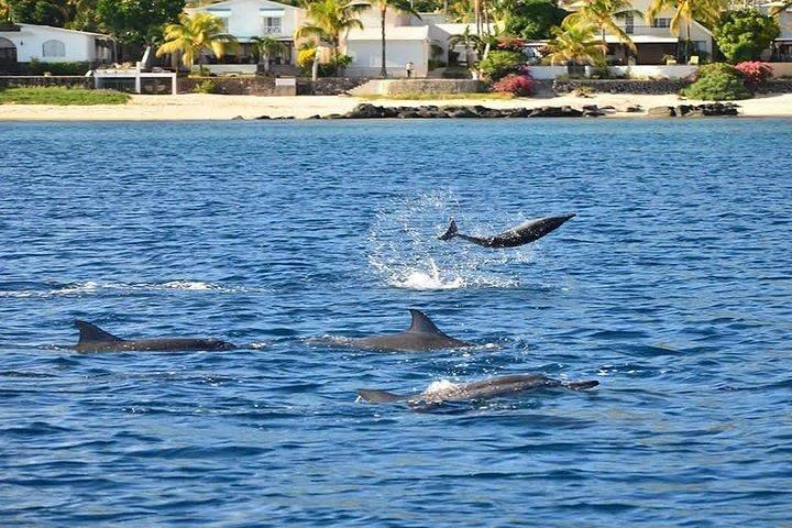 Dolphin Encounters, Ile aux Benitier & Crystal rock: hele dag (lunch en transfer)