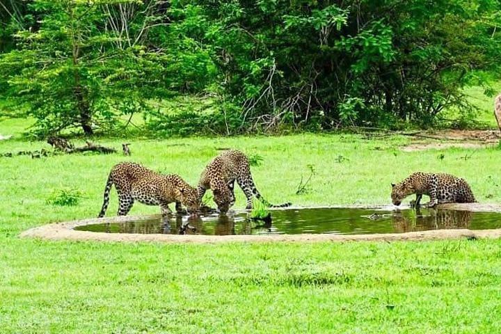Yala Safari - Yala Nationalpark