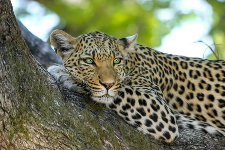 3 Days Private Masai Mara Safari