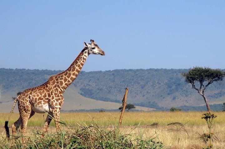 3 Days Private Masai Mara Safari