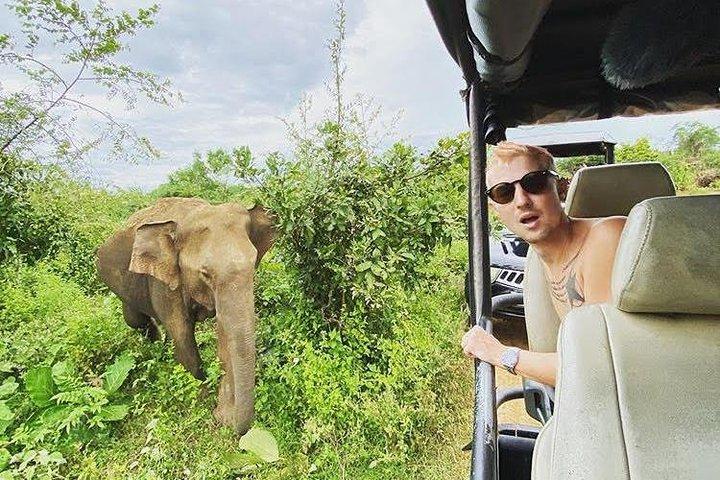 Hoteller i nærheden af Udawalawe National Park - Halvdags safari