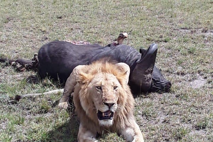 6 Days best of kenya safaris Maasai Mara-Lake Nakuru Amboseli National Park