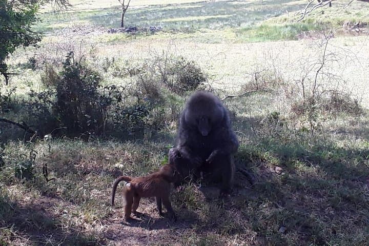 6 Days best of kenya safaris Maasai Mara-Lake Nakuru Amboseli National Park
