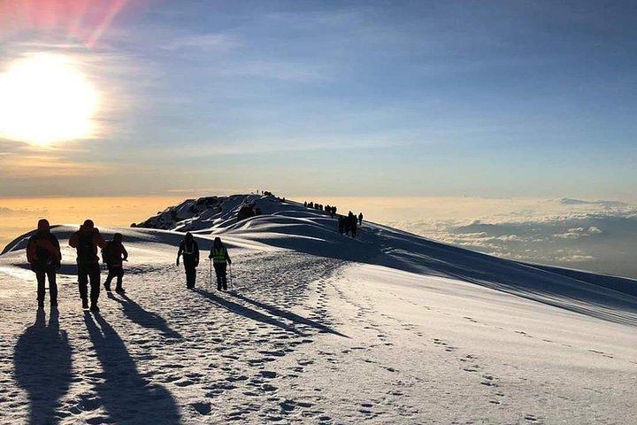 Kilimanjaro-bestigning - 8 dages Lemosho-rute