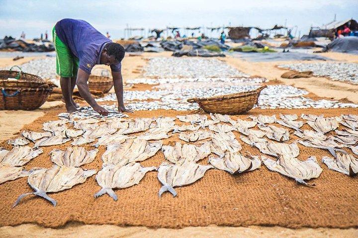 Sri Lanka ferie med privat chauffør