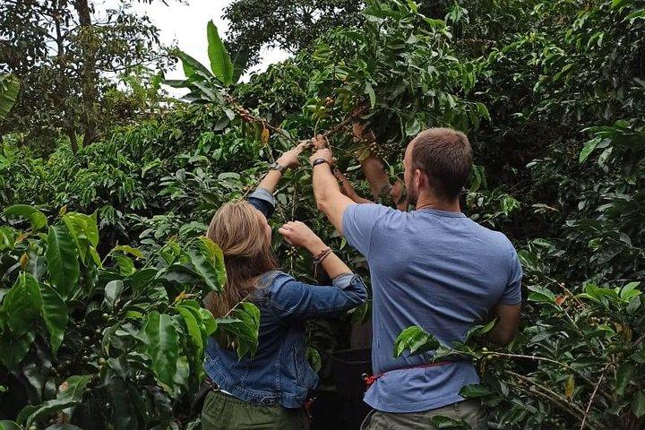 Private coffee tour near Medellín, from bean to cup.