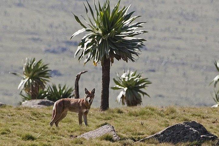 2 días de senderismo en las montañas Simien